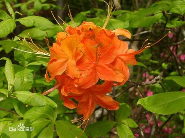 杜鹃花：花朵千姿百态、品种近万谁才是您的心头好呢
