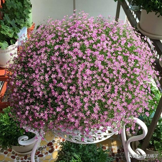 春暖花开种花养花开花：满天星盆栽，美丽的邂逅，养成花球这样做