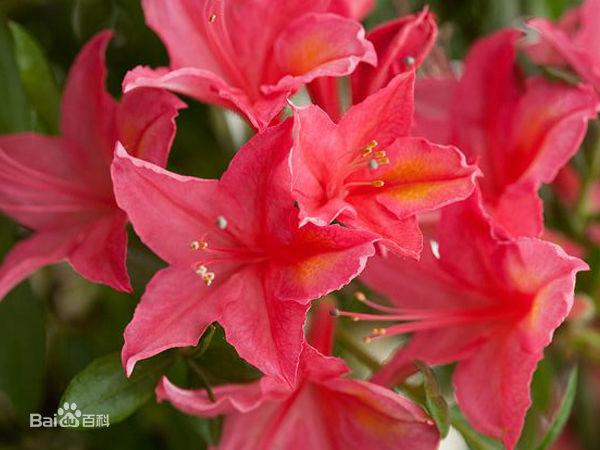 杜鹃花：花朵千姿百态、品种近万谁才是您的心头好呢