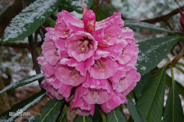 杜鹃花：花朵千姿百态、品种近万谁才是您的心头好呢