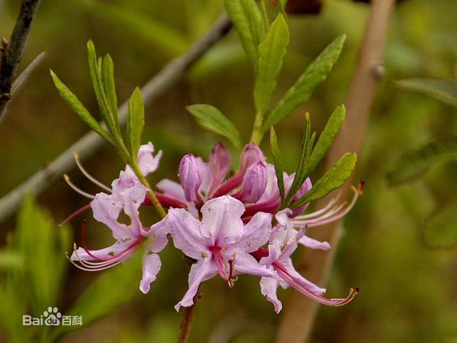 杜鹃花：花朵千姿百态、品种近万谁才是您的心头好呢