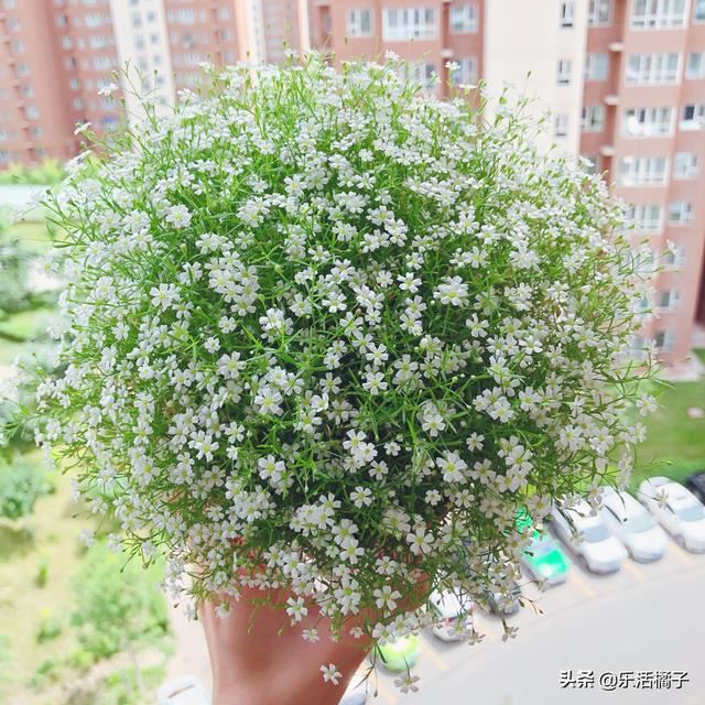 春暖花开种花养花开花：满天星盆栽，美丽的邂逅，养成花球这样做