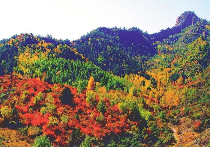 山西省林草局让山更青水更绿 山西省林草局让山更青水更绿