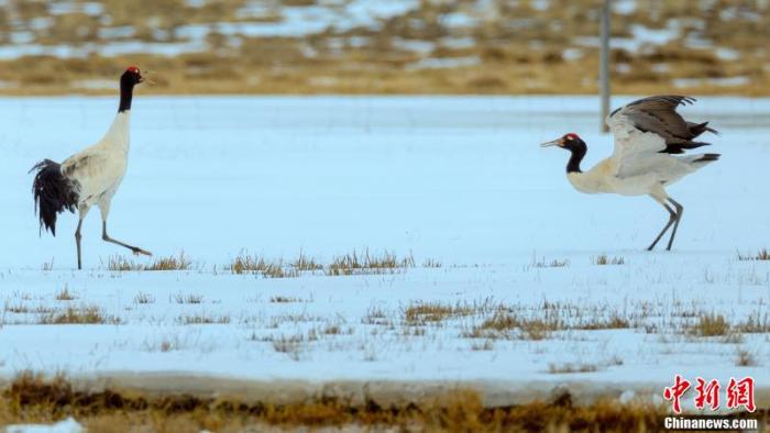 [野生动植物]候鸟北归　四川若尔盖迎来“春”的气息