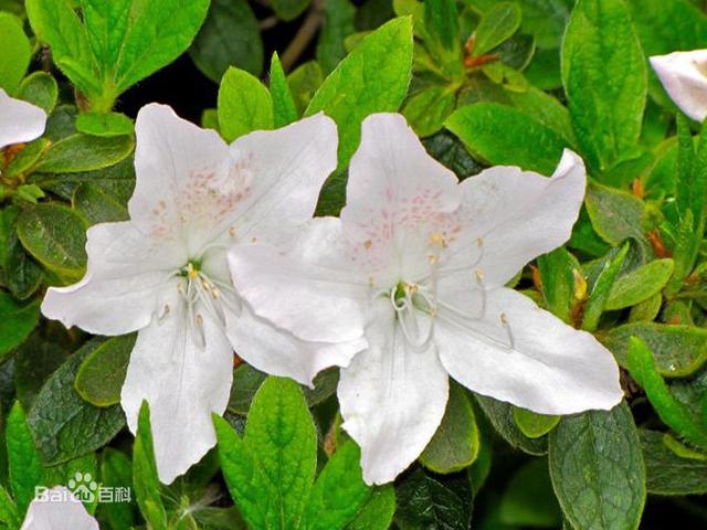 杜鹃花：花朵千姿百态、品种近万谁才是您的心头好呢