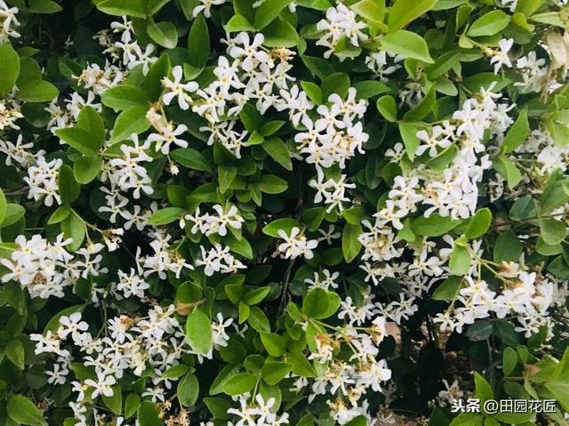 风车茉莉，繁花胜雪满庭芳，养护省心花期长，邀您共赏