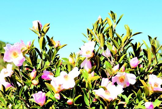 行走威宁,高山油茶正飘香