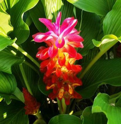 姜荷花:到底是姜花还是荷花呢 姜荷花:到底是姜花还是荷花呢