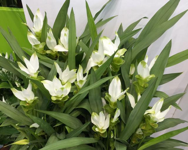 姜荷花:到底是姜花还是荷花呢 姜荷花:到底是姜花还是荷花呢