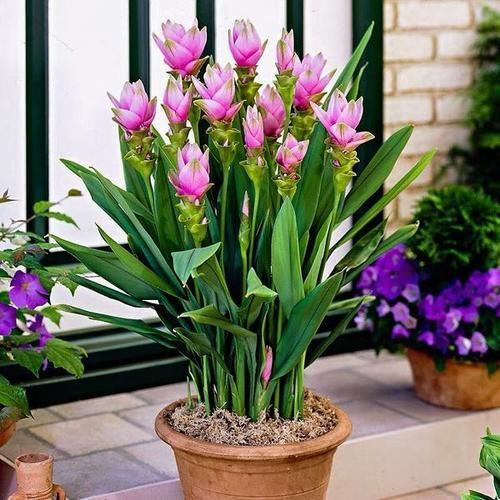 姜荷花:到底是姜花还是荷花呢 姜荷花:到底是姜花还是荷花呢