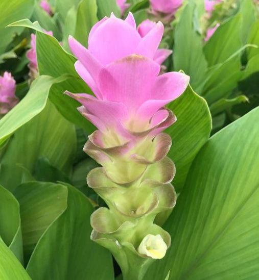 姜荷花:到底是姜花还是荷花呢 姜荷花:到底是姜花还是荷花呢