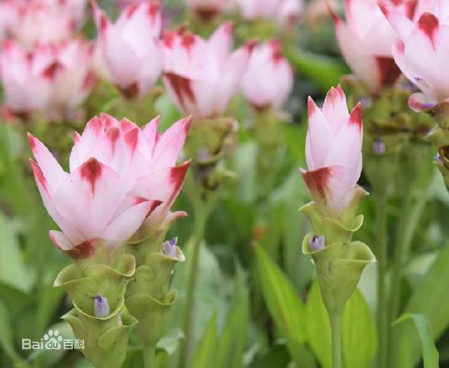 姜荷花:到底是姜花还是荷花呢 姜荷花:到底是姜花还是荷花呢