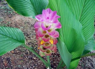 姜荷花:到底是姜花还是荷花呢 姜荷花:到底是姜花还是荷花呢