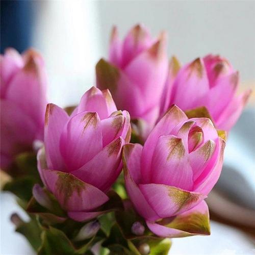 姜荷花:到底是姜花还是荷花呢 姜荷花:到底是姜花还是荷花呢