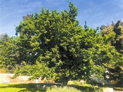 [树木传奇]栎树：养人养眼的多宝树