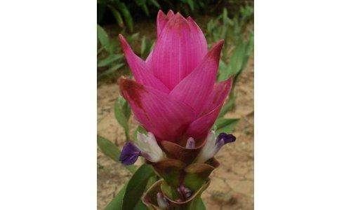 姜荷花:到底是姜花还是荷花呢 姜荷花:到底是姜花还是荷花呢