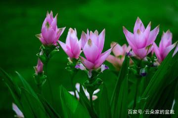 姜荷花:到底是姜花还是荷花呢 姜荷花:到底是姜花还是荷花呢