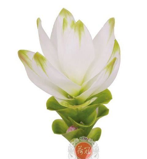 姜荷花:到底是姜花还是荷花呢 姜荷花:到底是姜花还是荷花呢