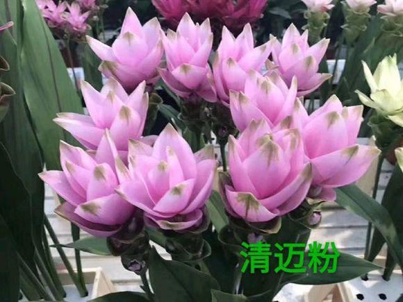 姜荷花:到底是姜花还是荷花呢 姜荷花:到底是姜花还是荷花呢