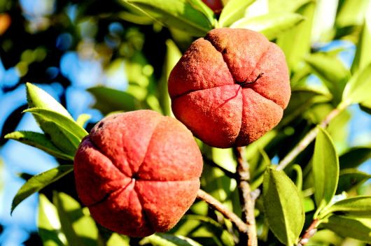 行走威宁,高山油茶正飘香