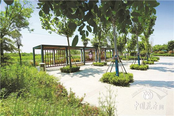 用智慧与匠心让绿意更长久 