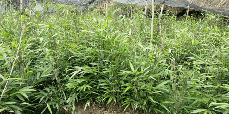 贵州：黔东南州积极开展春季苗木质量督查工作