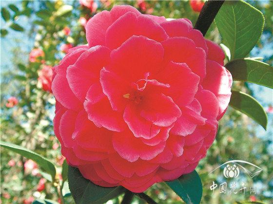 用娇贵难养的山茶在云南大理荒山上种出一片花海 疫情结束茶花谷免费邀约抗疫英雄来赏花 