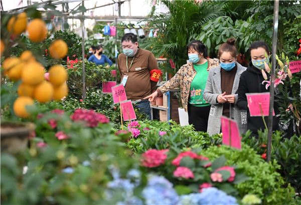 正是花开好时节 陈寨花卉市场复工渐入正轨