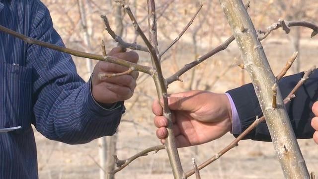 甘肃省酒泉市瓜州县严把苗木检疫关 筑牢生态“防火墙”