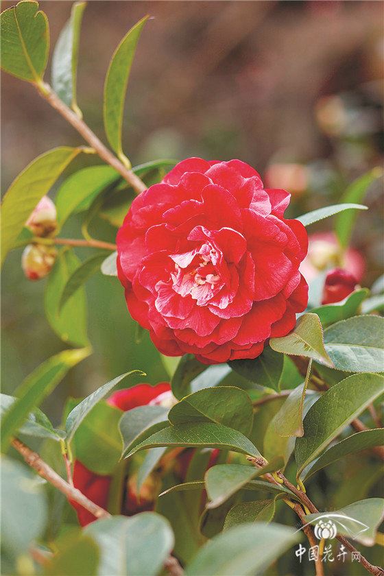 用娇贵难养的山茶在云南大理荒山上种出一片花海 疫情结束茶花谷免费邀约抗疫英雄来赏花 