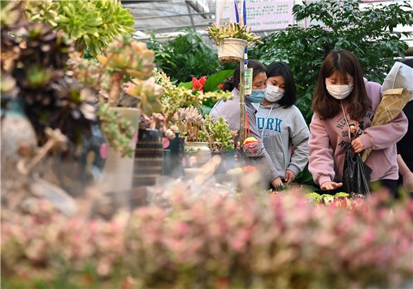 正是花开好时节 陈寨花卉市场复工渐入正轨