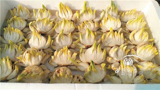 漳州水仙前路荆棘 如何突围