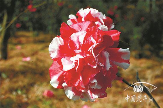 用娇贵难养的山茶在云南大理荒山上种出一片花海 疫情结束茶花谷免费邀约抗疫英雄来赏花 