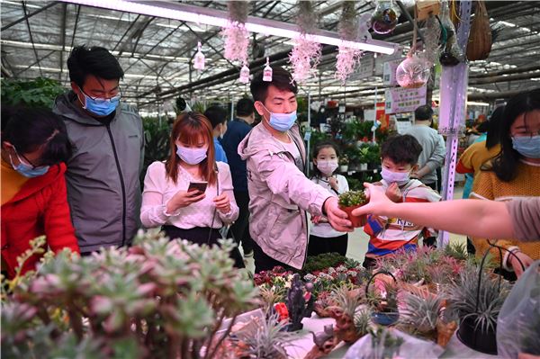 正是花开好时节 陈寨花卉市场复工渐入正轨