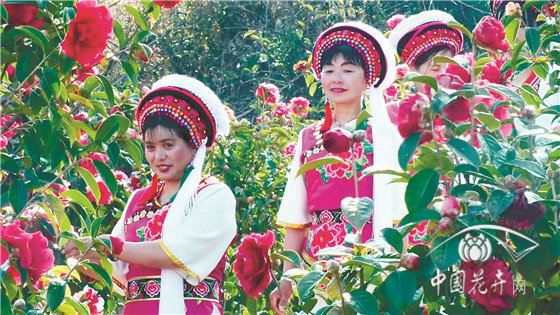 用娇贵难养的山茶在云南大理荒山上种出一片花海 疫情结束茶花谷免费邀约抗疫英雄来赏花 