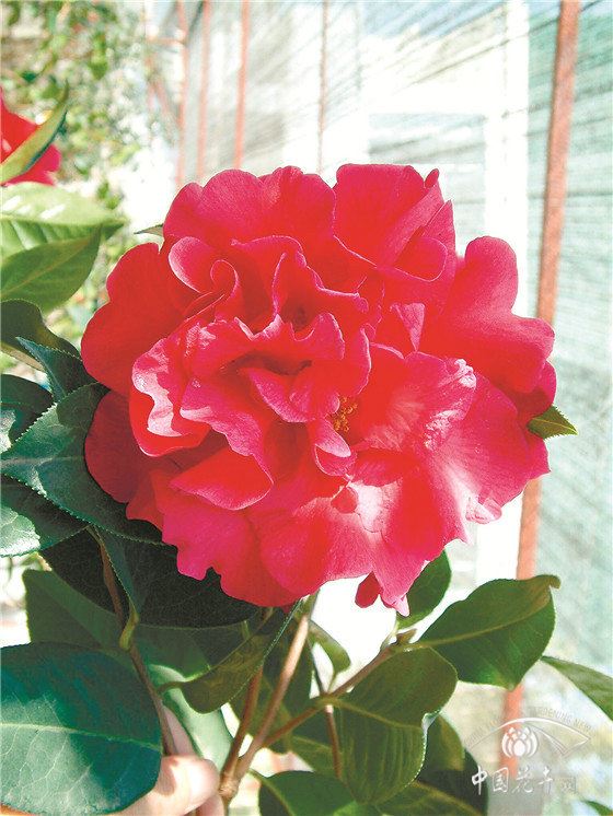 用娇贵难养的山茶在云南大理荒山上种出一片花海 疫情结束茶花谷免费邀约抗疫英雄来赏花 