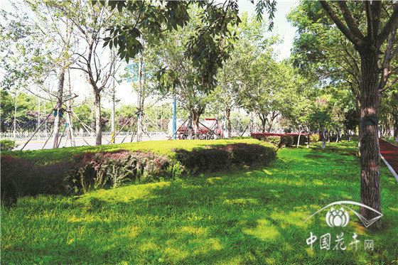 用智慧与匠心让绿意更长久 