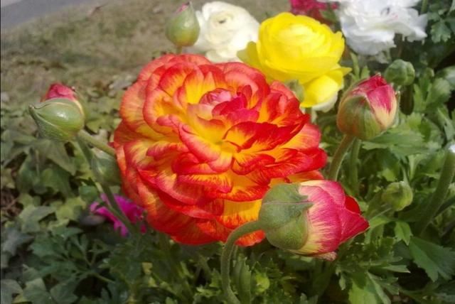 家里养1种花，开花似牡丹，美丽又大方