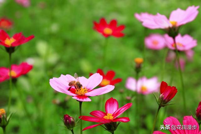波斯菊，怎样繁殖？如何正确养护，才能花量爆盆、花色更艳？