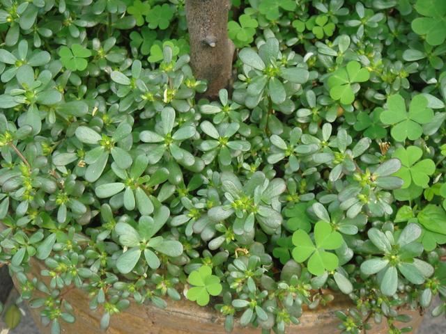 生命力旺盛的太阳花，易养易成活，喜欢它向着阳光的积极