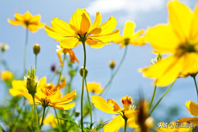 波斯菊，怎样繁殖？如何正确养护，才能花量爆盆、花色更艳？