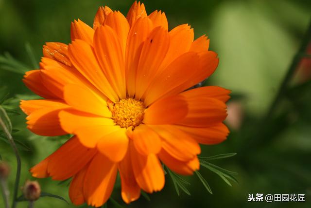 金盏菊，特别难养？是你不懂得养护方法，这样养护，花量多开满盆