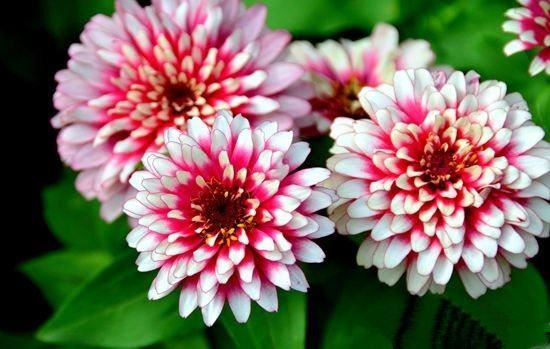 家里的小院养了一片百日草，邻居来说很漂亮