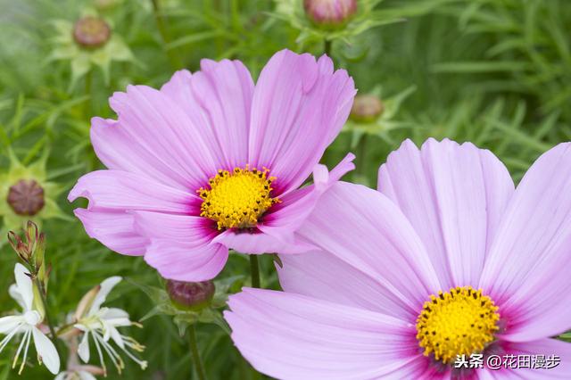 波斯菊，怎样繁殖？如何正确养护，才能花量爆盆、花色更艳？