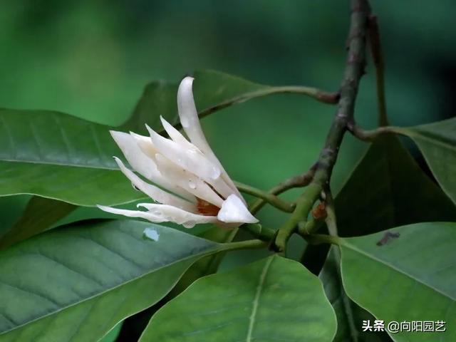 养盆“白兰花”，花香飘满屋，花瓣穿成串，挂在身上很“时尚”