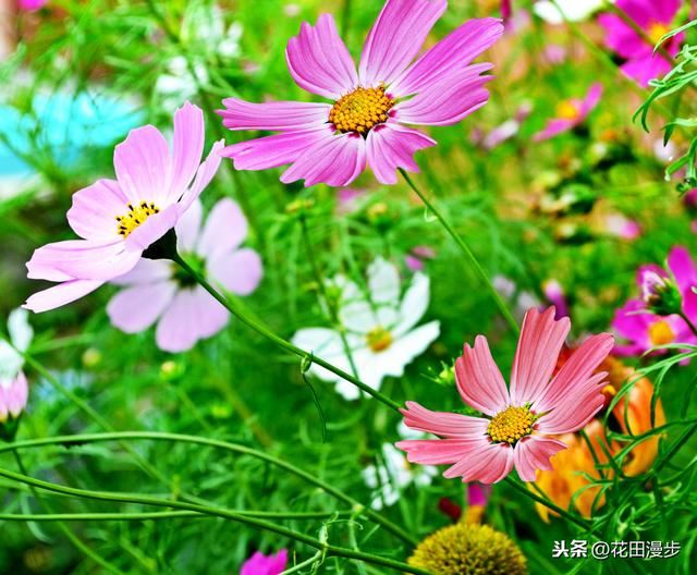 波斯菊，怎样繁殖？如何正确养护，才能花量爆盆、花色更艳？
