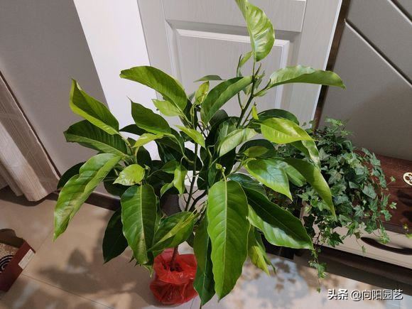 养盆“白兰花”，花香飘满屋，花瓣穿成串，挂在身上很“时尚”