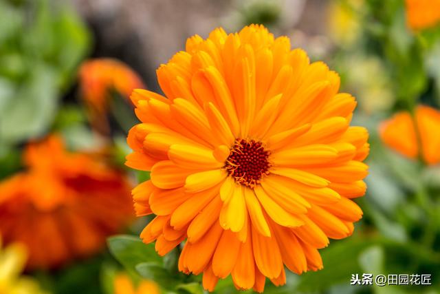 金盏菊，特别难养？是你不懂得养护方法，这样养护，花量多开满盆
