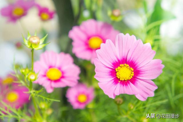 波斯菊，怎样繁殖？如何正确养护，才能花量爆盆、花色更艳？
