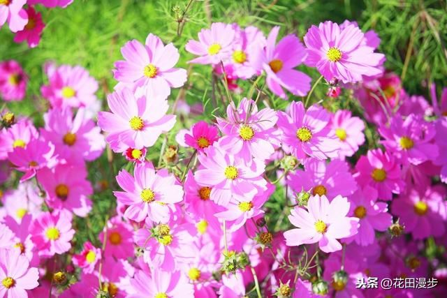波斯菊，怎样繁殖？如何正确养护，才能花量爆盆、花色更艳？